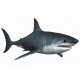 Sticker mer Requin attaque bleu