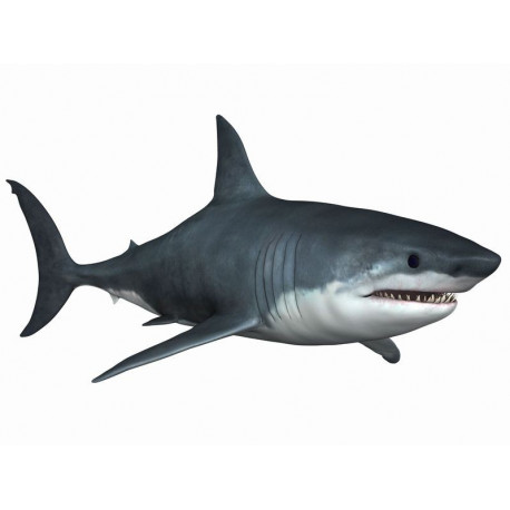 Sticker mer Requin attaque bleu