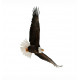 Sticker aigle royal