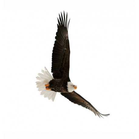 Sticker aigle royal