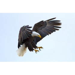 Sticker aigle en vol
