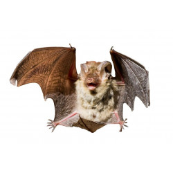Sticker chauve souris