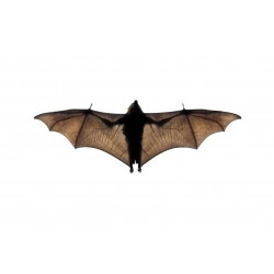 Sticker chauve souris en vol