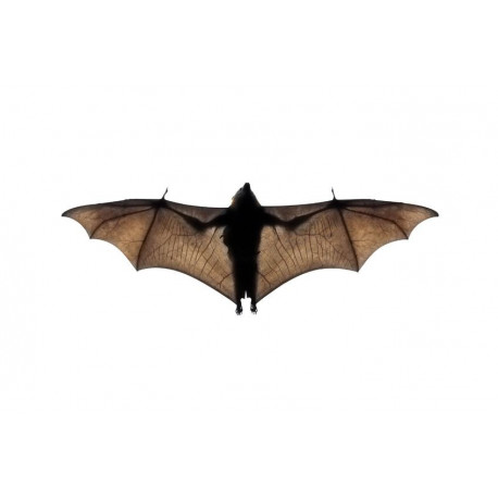 Sticker chauve souris en vol