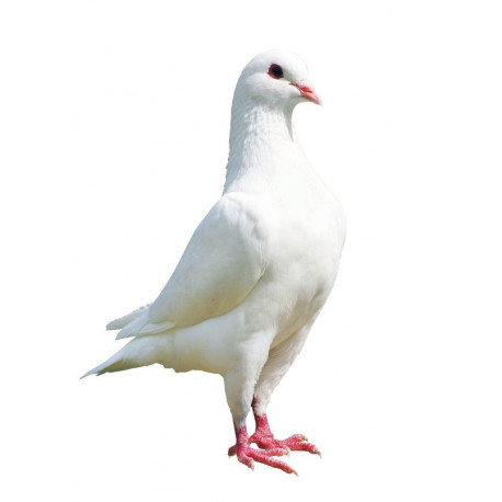 Sticker colombe debout