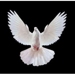 Sticker colombe en vol