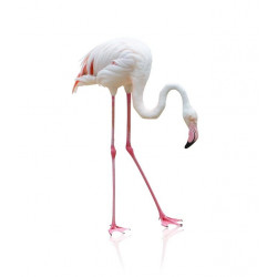 Sticker Oiseaux - flamant rose blanc