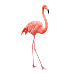 Sticker Oiseaux - flamant rose