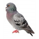 Sticker pigeon
