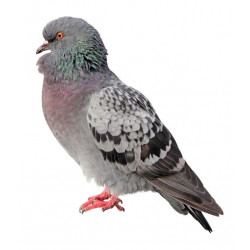 Sticker pigeon
