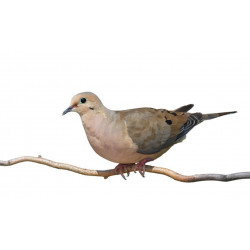 Sticker tourterelle pas cher