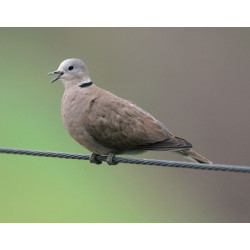 Sticker mural tourterelle