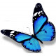 Sticker Papillon - bleu en vol