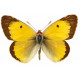 Sticker Papillon jaune et orange