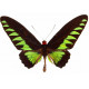 Sticker Papillon noir et vert