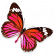 Sticker muraux Papillon rouge, rose et violet