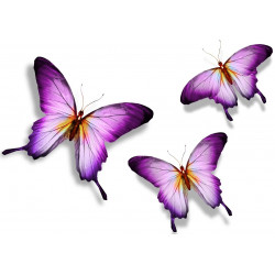Autocollant Papillon violet et blanc