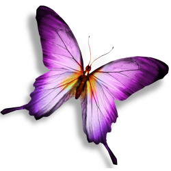 Sticker Papillon violet et blanc