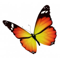 Sticker Papillon orange et jaune