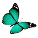Sticker Papillon vert rubis
