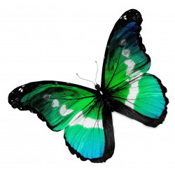 Autocollant Papillon vert bleu
