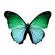 Sticker Papillon vert bleu