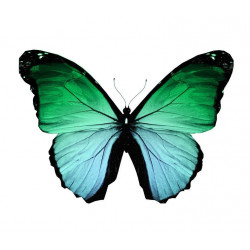 Sticker Papillon vert bleu