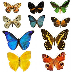 Stickers muraux planche papillons
