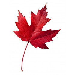 Sticker feuilles arbre