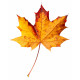 Sticker feuilles arbre rouge