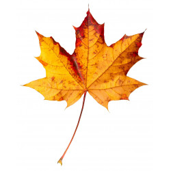 Sticker feuilles arbre rouge