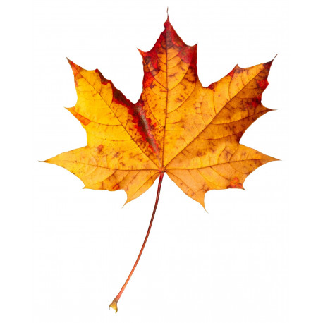 Sticker feuilles arbre rouge