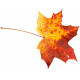 Sticker feuilles arbre orangé