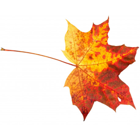 Sticker feuilles arbre orangé