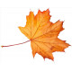 Sticker feuilles arbre orangé