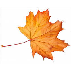 Sticker feuilles arbre orangé
