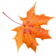 Sticker feuilles arbre orangé