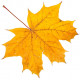 Sticker feuilles arbre orangé