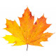 Sticker feuilles arbre orangé jaune