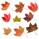 Sticker planche feuilles arbre