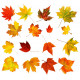 Sticker planche feuilles arbre