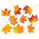 Sticker planche feuilles arbre
