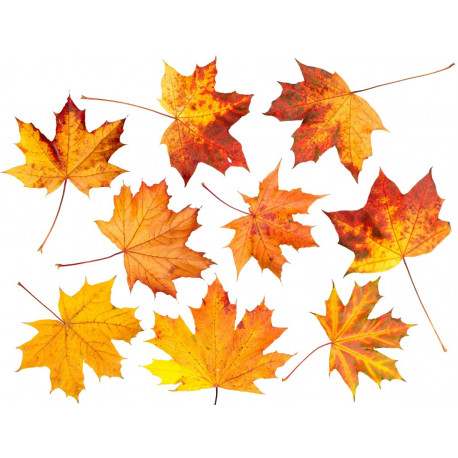 Sticker planche feuilles arbre