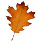 Sticker feuilles arbre marron erable