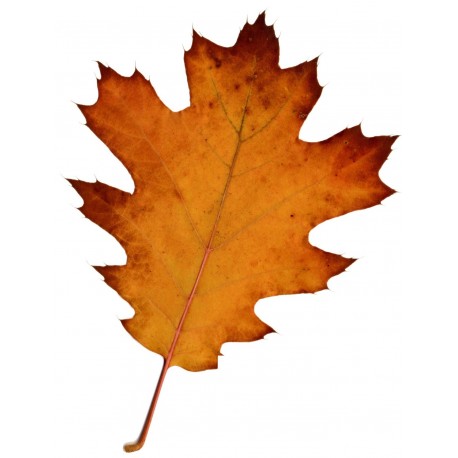 Sticker feuilles arbre marron erable