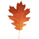 Sticker feuilles arbre marron