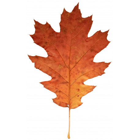 Sticker feuilles arbre marron