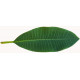 Sticker feuilles arbre jaune