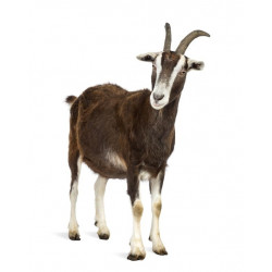 Sticker Chèvre marron