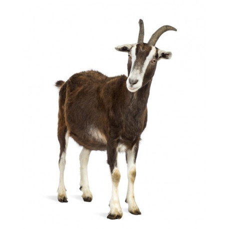 Sticker Chèvre marron